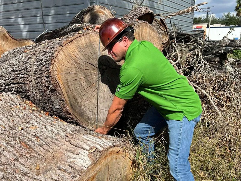 arborist measuring a tree stump