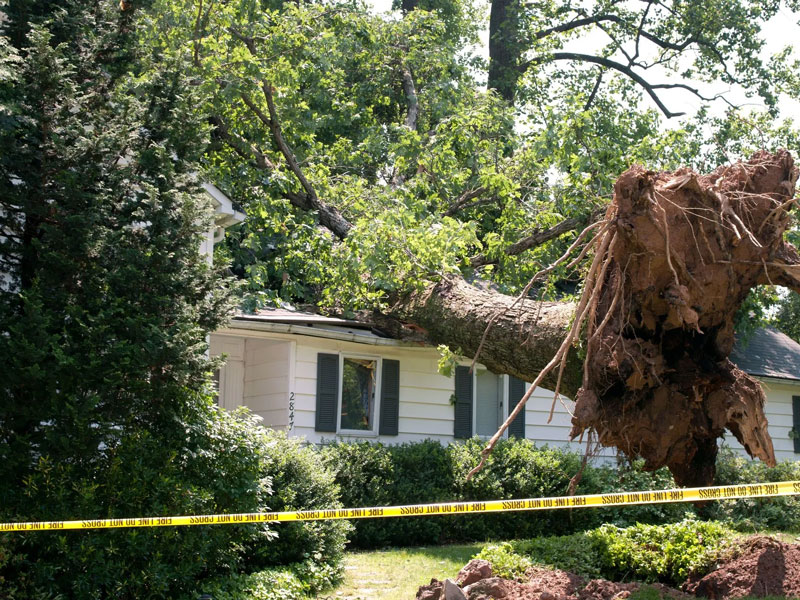 a felled tree on a home