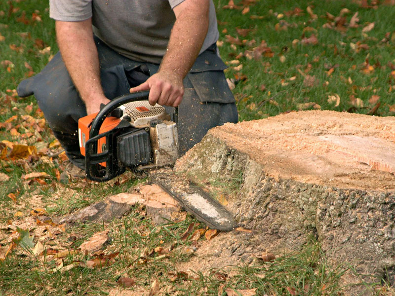 someone using a chainsaw on a stump