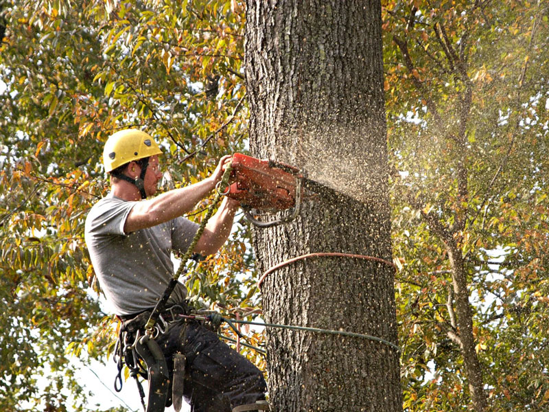 arborist in a tree using a chainsaw
