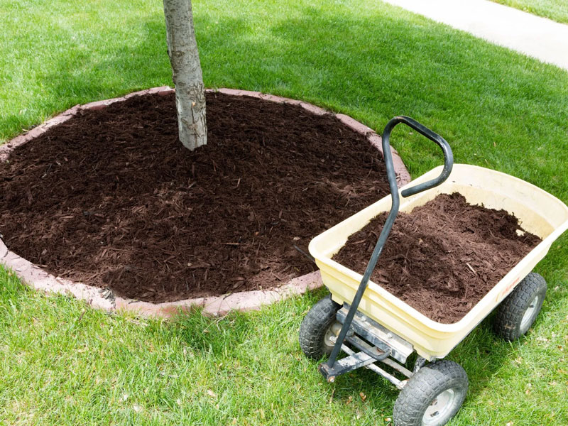 mulch in a wagon and around a tree