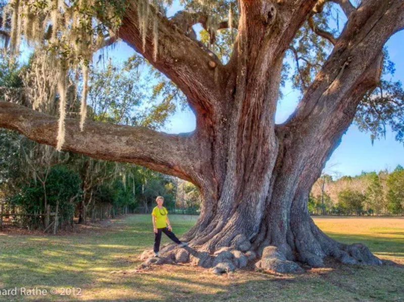 man standing next to large tree