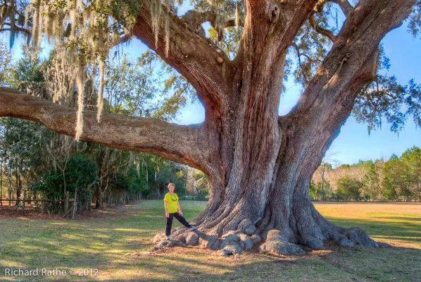 man standing next to large tree