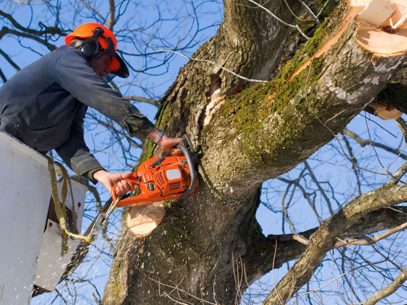 arborist in a tree using a chainsaw
