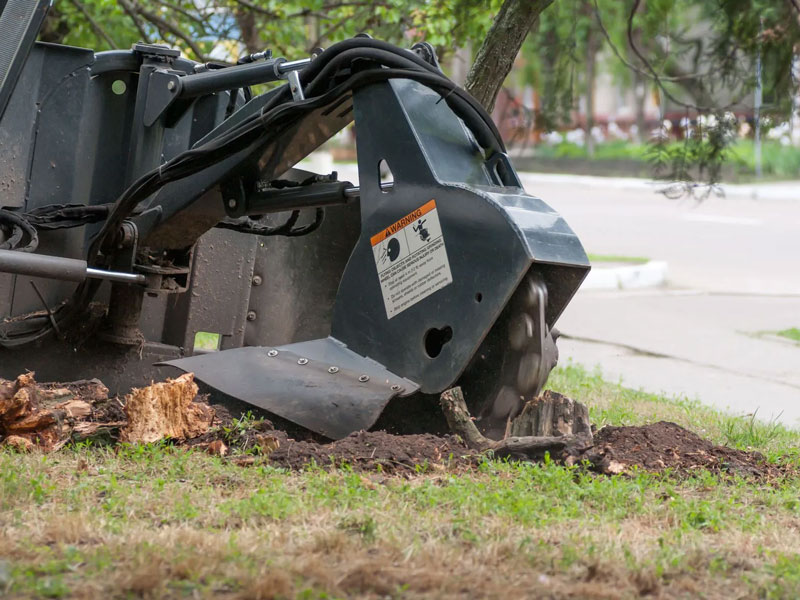 stump grinder removing stump