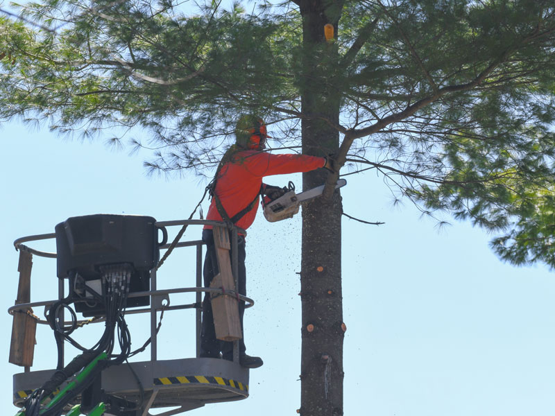 arborist in a tree removing limbs
