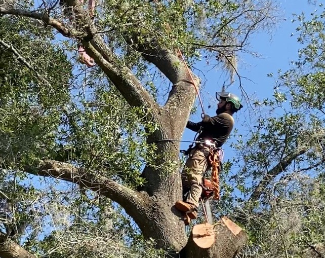 arborist trimming tree