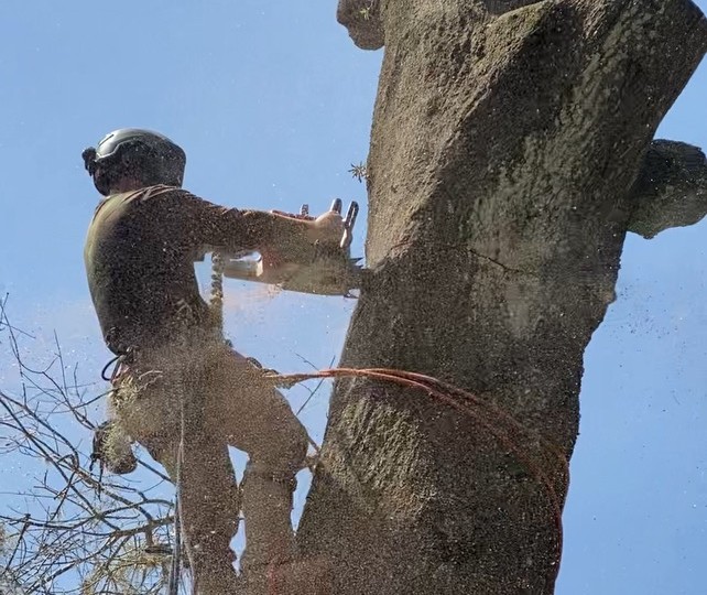 arborist in a tree using a chainsaw