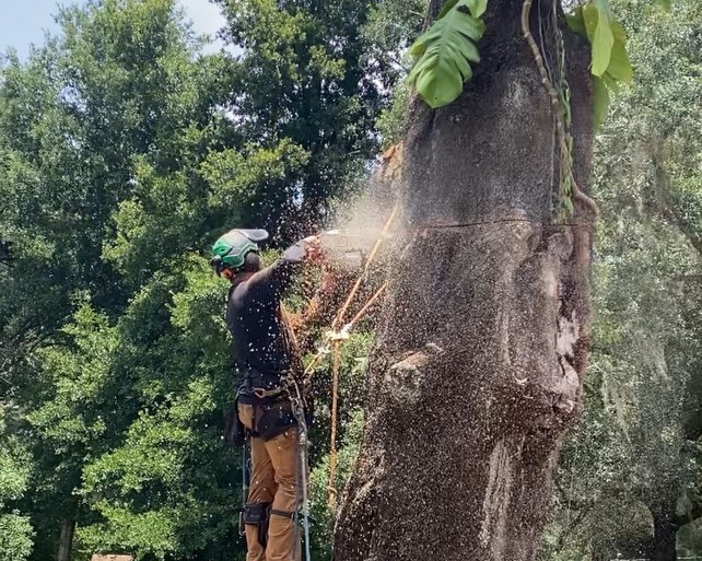 arborist in a tree using a chainsaw