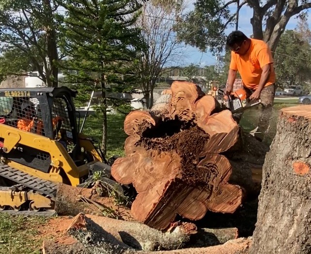 arborists removing tree